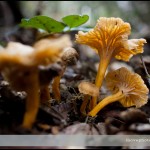 yellow-foot-mushroom-001